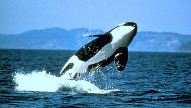 Moby Dick, é você? Orcas voltam a atacar e afundam iate próximo à Espanha