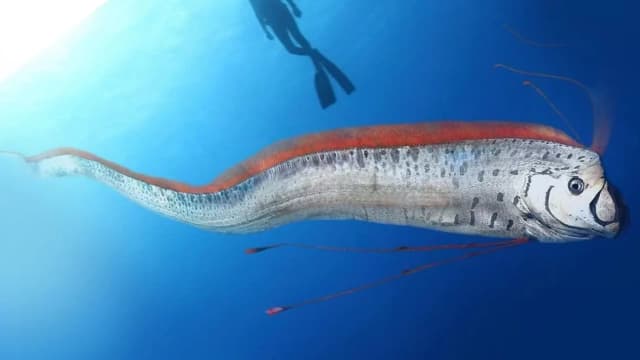 Descubra o segredo do peixe-remo, apelidado de ‘peixe do fim do mundo’